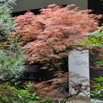 sanctuaire Yoyogi Hachimangu